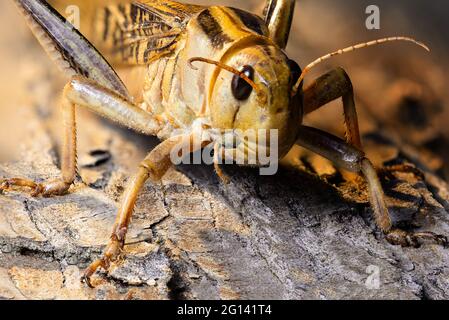 Wanderheuschrecken sind Arten aus der Familie der Feldheuschrecken (Acrididae), Stockfoto