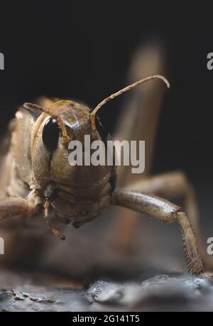 Wanderheuschrecken sind Arten aus der Familie der Feldheuschrecken (Acrididae), Stockfoto