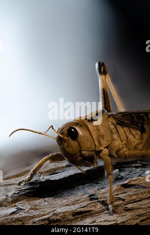 Wanderheuschrecken sind Arten aus der Familie der Feldheuschrecken (Acrididae), Stockfoto