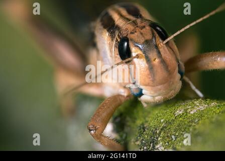 Wanderheuschrecken sind Arten aus der Familie der Feldheuschrecken (Acrididae), Stockfoto