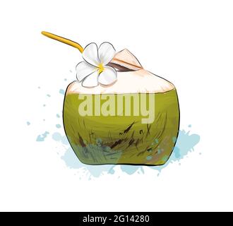 Frischer tropischer Kokosnusscocktail mit Trinkhalmen aus Wasserfarben, farbige Zeichnung, realistisch. Vektordarstellung von Farben Stock Vektor