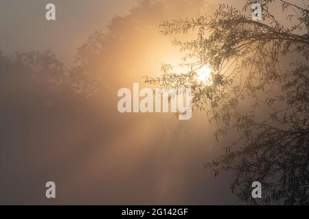 Die Sonne geht durch den Nebel auf und wird von hübschen Ästen eines Baumes umrahmt Stockfoto