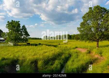 An einem lebhaften Frühlingsnachmittag weiden Rinder auf einem offenen Grasfeld. LaSalle County, Illinois, USA Stockfoto