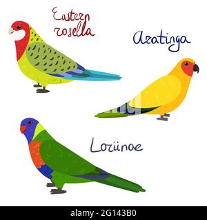 Set von Papagei - östlichen rosella, aratinga-Sonnensittich, Loriinae, in Cartoon-Stil auf weißem Hintergrund. Vektorgrafik handgezeichnete Illustration. Stock Vektor