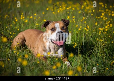 American Pit Bull Terrier in einem Blumenfeld Stockfoto