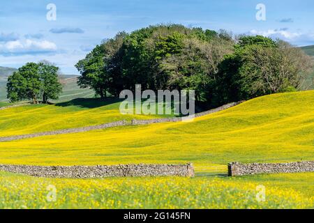 Wensleydale, Großbritannien. Juni 2021. 4. Juni 2021, Hawes, Wensleydale, North Yorkshire. Die Wildblumenwiesen im Yorkshire Dales National Park genießen das sonnige Wetter und platzen in einem lebhaften gelben Farbton aus, während die Buttercups auf den traditionellen Heuwiesen in voller Blüte explodieren. Quelle: Wayne HUTCHINSON/Alamy Live News Stockfoto