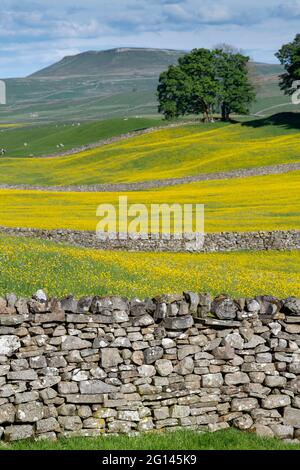 Wensleydale, Großbritannien. Juni 2021. 4. Juni 2021, Hawes, Wensleydale, North Yorkshire. Die Wildblumenwiesen im Yorkshire Dales National Park genießen das sonnige Wetter und platzen in einem lebhaften gelben Farbton aus, während die Buttercups auf den traditionellen Heuwiesen in voller Blüte explodieren. Quelle: Wayne HUTCHINSON/Alamy Live News Stockfoto