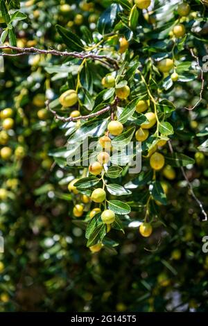 Die Jujube-Frucht oder drupe ziziphus jujujuba, die auf dem Baum heranreift Stockfoto