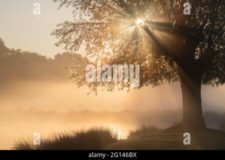 Die frühe Morgensonne platzt durch einen silhouettierten Baum durch einen nebelbedeckten Teich Stockfoto