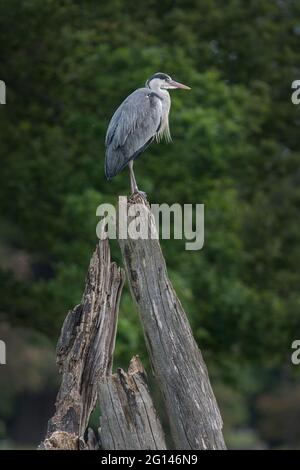 Grauer Reiher sitzt auf einem toten Baumstumpf Stockfoto