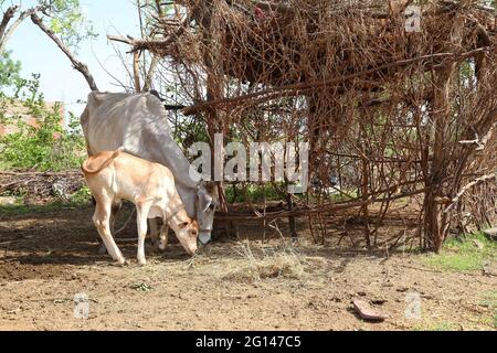 Beawar, Rajasthan, Indien, 4. Juni 2021: Kuh und ihr Kalb fressen Gras im Dorf Beawar am Stadtrand. Kredit: Sumit-Samarwat/Alamy Live Nachrichten Stockfoto