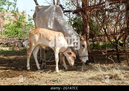 Beawar, Rajasthan, Indien, 4. Juni 2021: Kuh und ihr Kalb fressen Gras im Dorf Beawar am Stadtrand. Kredit: Sumit-Samarwat/Alamy Live Nachrichten Stockfoto