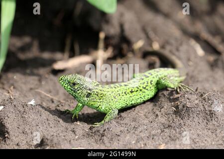 Lange grüne Sandeidechse (Lacerta agilis Linnaeus). Selektiver Fokus. Stockfoto