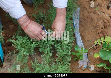 Männliche Hand mit einer Schere schneidet die frischen Triebe der schwarzen Chana, bekannt als Kichererbsen oder bengalen Gramm. Haryana, Indien. Stockfoto