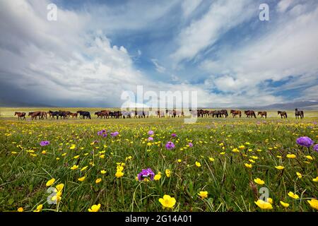 Pferde und Wildblumen in Assy Plateau, wo die Nomaden den Sommer verbringen, in der Nähe von Almaty, Kasachstan Stockfoto