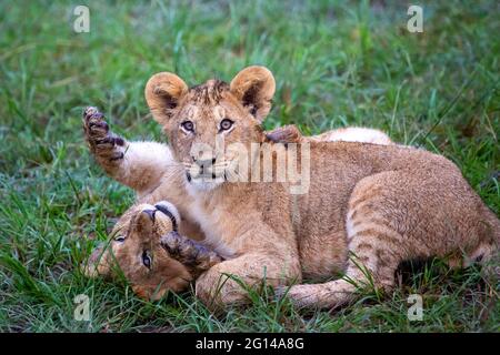 Löwenjungen, die in Maasai Mara, Kenia, miteinander spielen Stockfoto