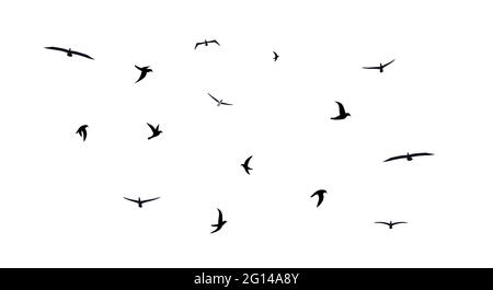 Ein Schwarm fliegender Vögel. Verschiedene gemischte Scharen verschiedener Vögel. Schwarze Silhouetten von Zugvögeln mit schwarzem Gefieder. Freiheitskonzept. Vektor-Illus Stock Vektor