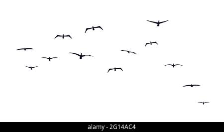 Ein Schwarm fliegender Vögel. Vorderansicht. Seevögel. Möwen oder Albatrosse. Schwarze Silhouetten von Zugvögeln mit schwarzem Gefieder. Freiheitskonzept. Vect Stock Vektor