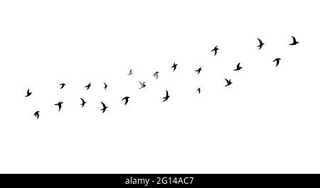 Ein Schwarm fliegender Vögel. Seitenansicht. V-förmige Flugbildung. Schwarze Silhouetten von Zugvögeln mit schwarzem Gefieder. Freiheitskonzept. Vektor illustrr Stock Vektor