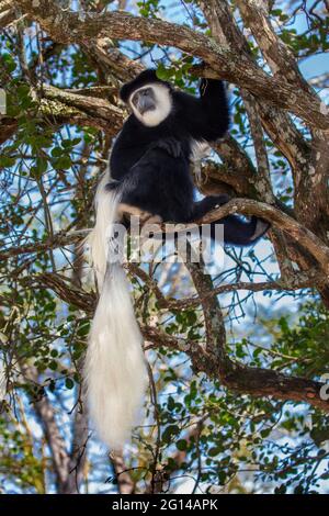 Schwarz-weißer Colobus Monkey in Kenia, Afrika Stockfoto