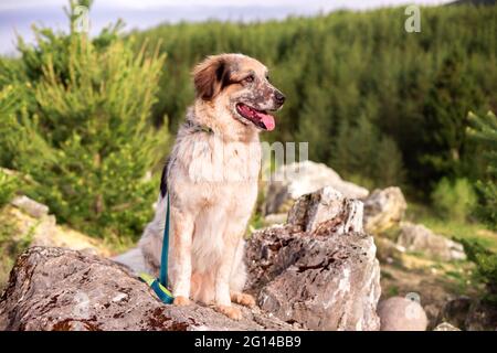 Großer Hund auf dem Stein sitzend, Waldbäume dahinter Stockfoto