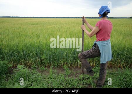 Eine Bäuerin inspiziert ihr Weizenfeld. Eine Frau hält eine Pitchfork in ihren Händen. Stockfoto