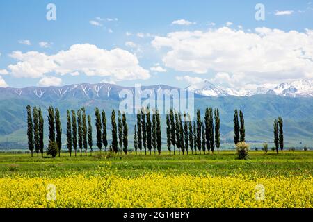 Reihe von Pappelbäumen mit Frühlingsblumen und schneebedeckten Bergen auf dem Land, Kirgisistan Stockfoto