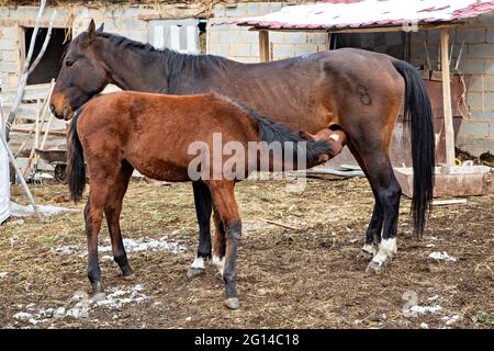 Weibliches Pferdestillfohlen in Kirgisistan Stockfoto