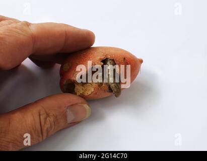 Kartoffelpest. Raupenfalter Rosier (Hydraecia micacea). Stockfoto