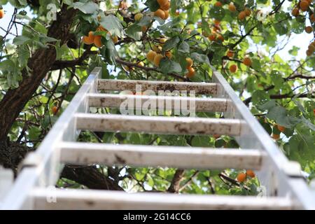 Zweige mit Aprikosen. Für die Aprikosenernte in der Nähe des Baumes gibt es eine Leiter Stockfoto
