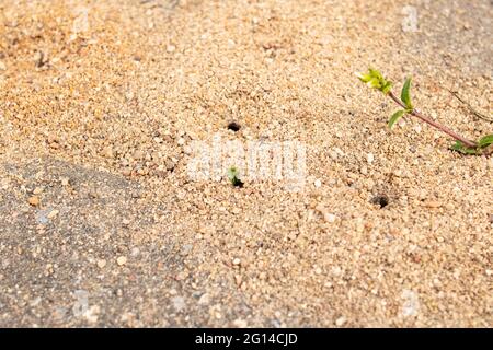 Gelber Sandhaufen auf Pflasterplatten aus nächster Nähe Stockfoto