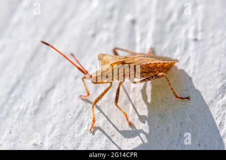 Auf der weißen Holzwand kriecht ein orangebrauner Lederkäfer Stockfoto