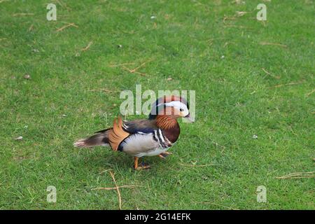 Die männliche Mandarinente sitzt auf dem grünen Gras. Aix galericulata. Vogel, Tier in freier Wildbahn, Nahaufnahme. Stockfoto