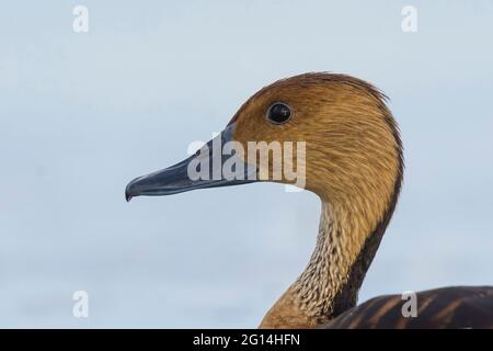 Fulvous Pfeifente, La Pampa, Argentinien. Stockfoto