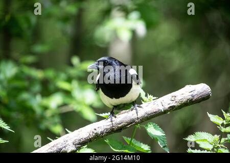 Nahaufnahme einer eurasischen Elster Pica pica auf einem Ast mit einem aufmerksamen und aufmerksamen Blick in einem Waldgebiet mit glänzendem Gefieder Stockfoto