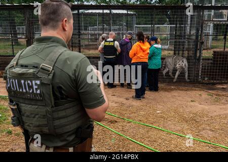 US-Marschalls beschlagnahmen 68 geschützte Löwen, Tiger, Löwen-Tiger-Hybriden und einen jaguar aus Jeffrey und Lauren Lowe Tiger King Park 17. Mai 2021 in Thackerville, Oklahoma. Der Park, der früher dem Tiger King, Joe Exotic, gehörte, wurde beschlagnahmt, weil er gegen das Gesetz über gefährdete Arten verstoßen hatte. Stockfoto