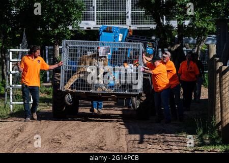 US-Marschalls beschlagnahmen 68 geschützte Löwen, Tiger, Löwen-Tiger-Hybriden und einen jaguar aus Jeffrey und Lauren Lowe Tiger King Park 17. Mai 2021 in Thackerville, Oklahoma. Der Park, der früher dem Tiger King, Joe Exotic, gehörte, wurde beschlagnahmt, weil er gegen das Gesetz über gefährdete Arten verstoßen hatte. Stockfoto