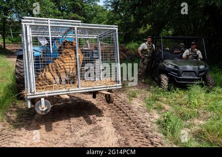 US-Marschalls beschlagnahmen 68 geschützte Löwen, Tiger, Löwen-Tiger-Hybriden und einen jaguar aus Jeffrey und Lauren Lowe Tiger King Park 17. Mai 2021 in Thackerville, Oklahoma. Der Park, der früher dem Tiger King, Joe Exotic, gehörte, wurde beschlagnahmt, weil er gegen das Gesetz über gefährdete Arten verstoßen hatte. Stockfoto