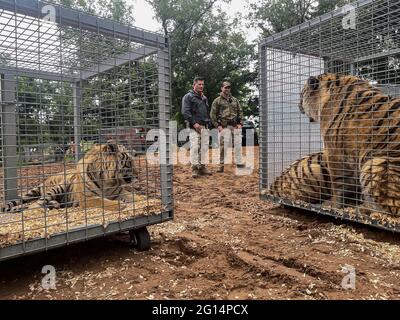 US-Marschalls beschlagnahmen 68 geschützte Löwen, Tiger, Löwen-Tiger-Hybriden und einen jaguar aus Jeffrey und Lauren Lowe Tiger King Park 17. Mai 2021 in Thackerville, Oklahoma. Der Park, der früher dem Tiger King, Joe Exotic, gehörte, wurde beschlagnahmt, weil er gegen das Gesetz über gefährdete Arten verstoßen hatte. Stockfoto