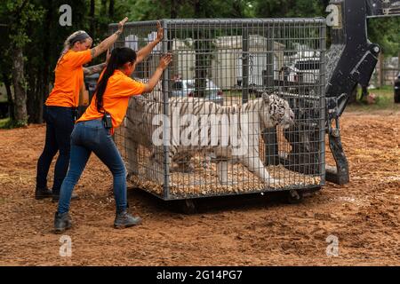 Arbeiter bewegen Käfige, die einen weißen Tiger halten, während US-Marschalls 68 geschützte Löwen, Tiger, Löwen-Tiger-Hybriden und einen jaguar aus Jeffrey und Lauren Lowe Tiger King Park am 17. Mai 2021 in Thackerville, Oklahoma, beschlagnahmen. Der Park, der früher dem Tiger King, Joe Exotic, gehörte, wurde beschlagnahmt, weil er gegen das Gesetz über gefährdete Arten verstoßen hatte. Stockfoto