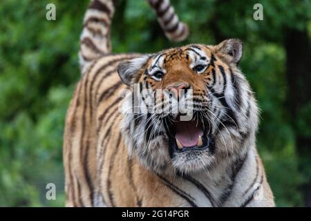 Ein Tiger knurrt, während US-Marschalls 68 geschützte Löwen, Tiger, Löwen-Tiger-Hybriden und einen jaguar aus Jeffrey und Lauren Lowe Tiger King Park am 17. Mai 2021 in Thackerville, Oklahoma, beschlagnahmen. Der Park, der früher dem Tiger King, Joe Exotic, gehörte, wurde beschlagnahmt, weil er gegen das Gesetz über gefährdete Arten verstoßen hatte. Stockfoto