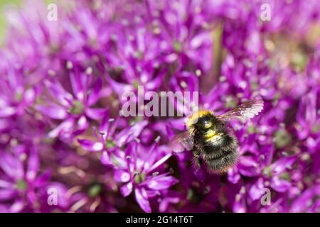 Eine brausende Honigbiene, die Pollen auf einer violetten Alliumblume sammelt, in einem Vollformat-Natur und im Hintergrund Bestäubung mit Kopierraum Stockfoto