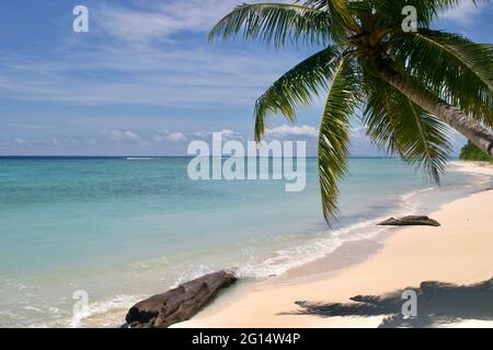 Makelloser einsamer Strand mit Palmen Stockfoto