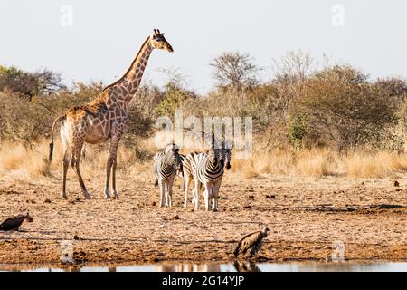 Treffen an einem Wasserloch im Etosha National Park, Namibia. Eine Giraffe, mehrere Zebras und zwei Geier genießen friedlich das Trinkwasser Stockfoto