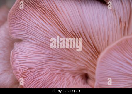 Nahaufnahme der weichen fleischigen Textur eines pleurotus djamor oder rosa Austernpilzes. Detail der Kiemen. Kulinarischer oder Pilzkultur abstrakter Hintergrund Stockfoto