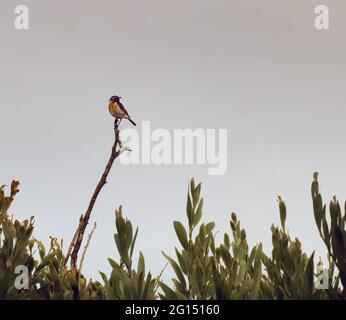 Kleiner afrikanischer Steinechat, der auf einem Zweig gegen den grauen Himmel steht, mit Büschen, die den unteren Teil des Bildes einrahmen. Landschaftsfotografie von Vögeln an der Küste Stockfoto