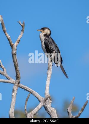 Im Sandy Camp Rd Wetlands Reserve Stockfoto