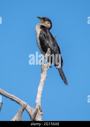 Im Sandy Camp Rd Wetlands Reserve Stockfoto