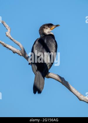 Im Sandy Camp Rd Wetlands Reserve Stockfoto