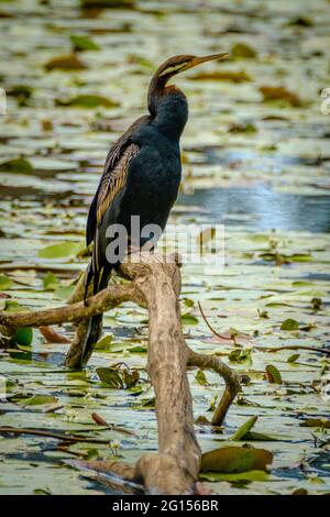 Im Sandy Camp Rd Wetlands Reserve Stockfoto
